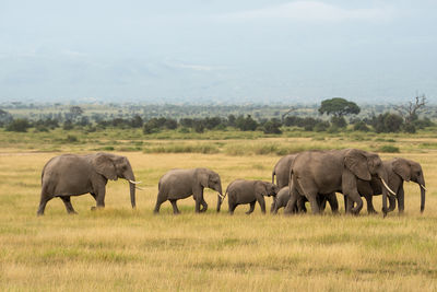 Elephants drinking water