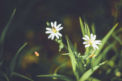 Close-up of white flower