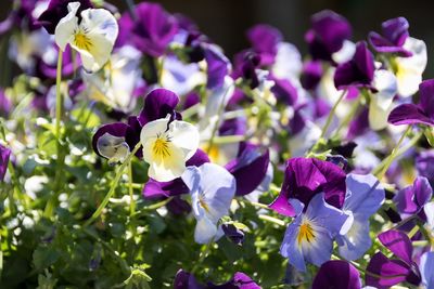 Close-up of purple flowering plants