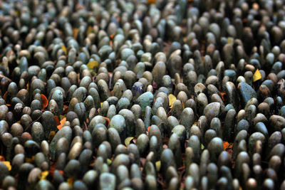 Full frame shot of pebbles