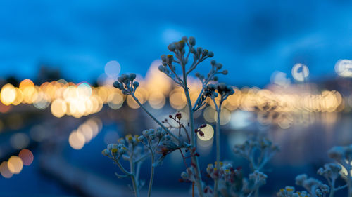 Close-up of flowering plants against blue sky