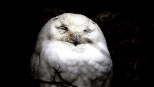 Close-up of a bird against black background