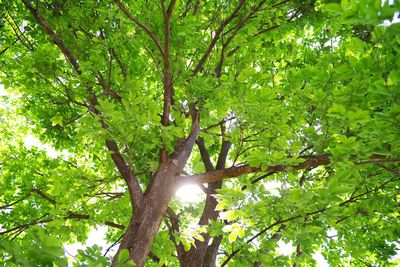 Low angle view of trees in forest