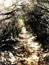 Road passing through trees