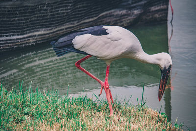 Bird perching on a lake