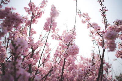 Low angle view of cherry blossom