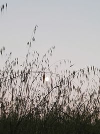 Flock of birds flying against sky