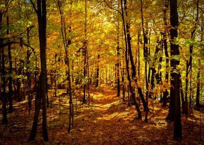 Trees in forest during autumn