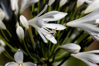 Close-up of insect on white flower