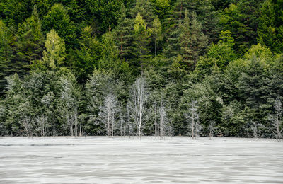 Polluted lake in geamana, romania