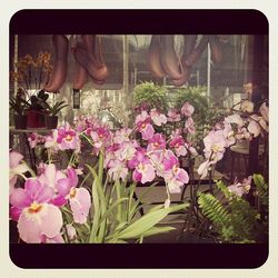 Close-up of pink flowers