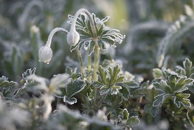 Close-up of plant