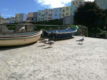 Seagull perching on retaining wall against sky