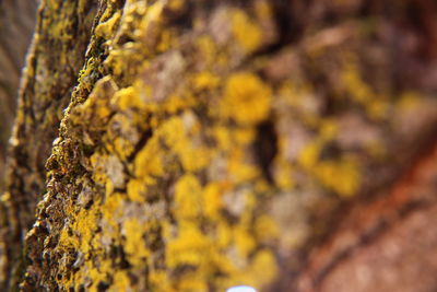 Close-up of lichen