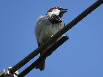 Low angle view of bird perching on branch