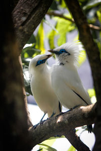 Low angle view of bird perching on tree