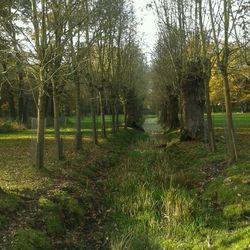 Footpath in forest