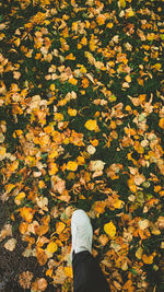 Low section of person standing on yellow maple leaves