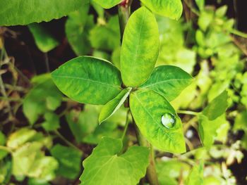 green