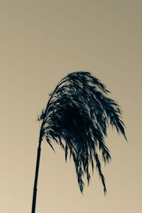 Low angle view of coconut palm tree against sky