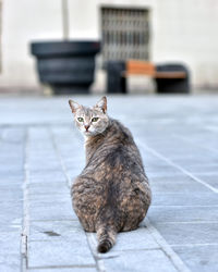 Portrait of cat sitting on footpath