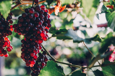 Close-up of berries growing on tree