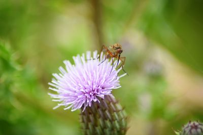 Close-up of bee on thistle flower
