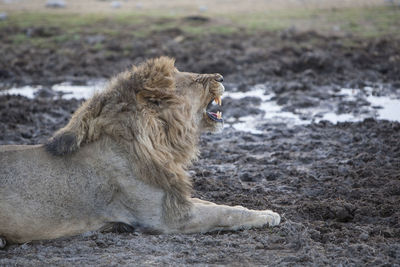 Lion relaxing outdoors