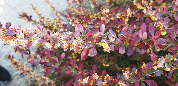 Close-up of pink  blossoms in spring