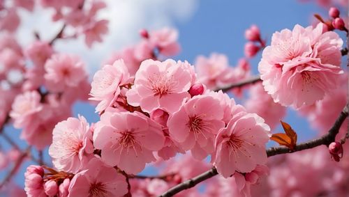 Close-up of pink cherry blossom