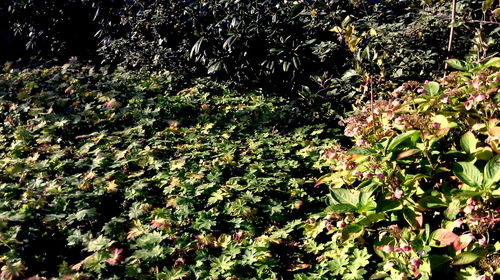 Plants growing on a tree