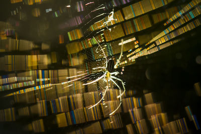 Close-up of illuminated spider web