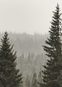 Pine trees in forest during winter