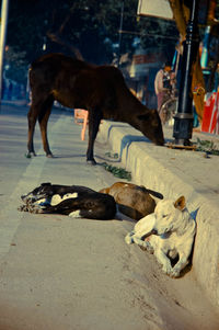 Cats sleeping