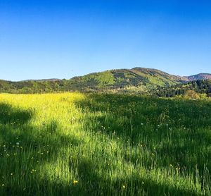 Scenic view of field against clear sky