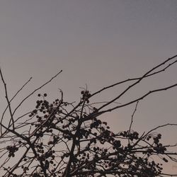 Low angle view of bare trees against clear sky