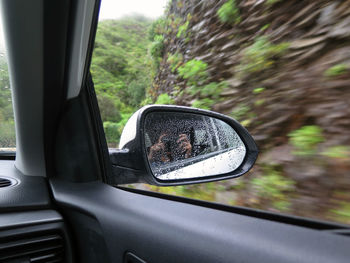 Close-up of side-view mirror