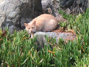 Portrait of cat sitting on field