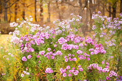 Close-up of flowers