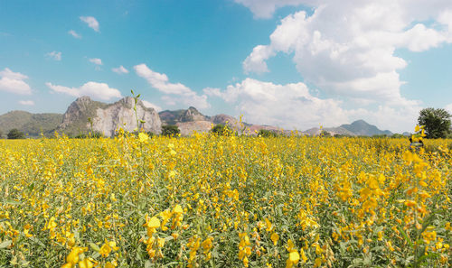 Yellow flowers in field