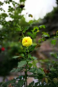 Close-up of yellow flowers blooming outdoors