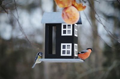 Close-up of bird perching on feeder