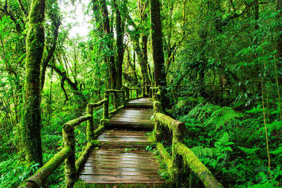 Footpath amidst trees in forest