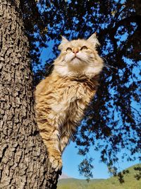 Close-up of cat on tree trunk