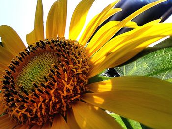 Close-up of sunflower