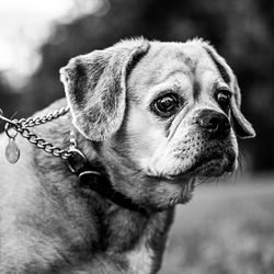 Close-up portrait of a dog