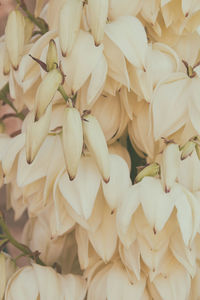 Full frame shot of flowers