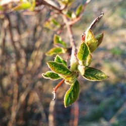 Close-up of plant