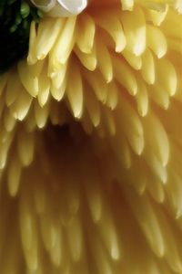 Close-up of yellow flowering plant