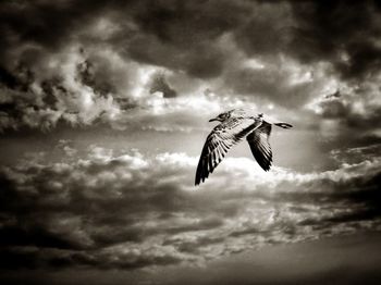 Low angle view of bird flying against cloudy sky